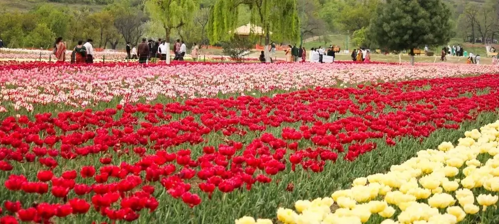 Kashmir Tour Packages