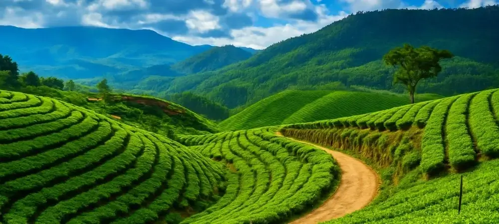Keralam Tour Packages