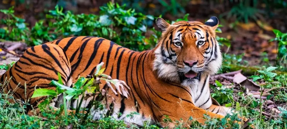 Uttar Pradesh Tour Packages