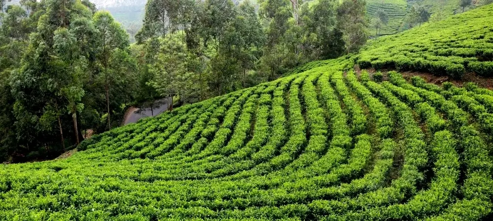 West Bengal Tour Packages