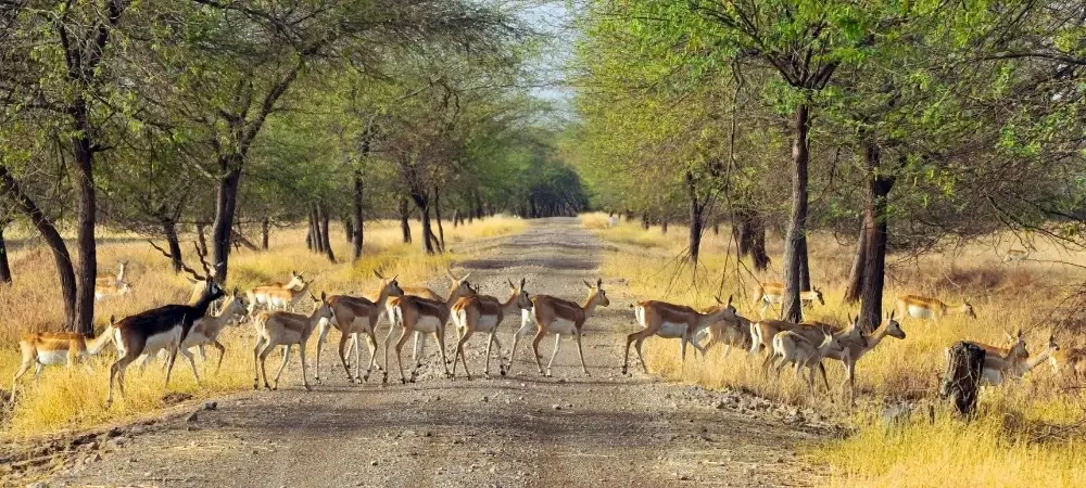 Gujarat Tour Packages