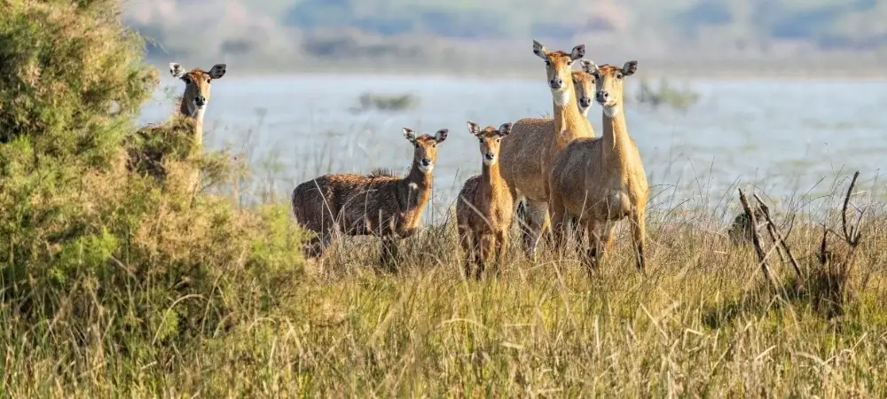 Gujarat Tour Packages