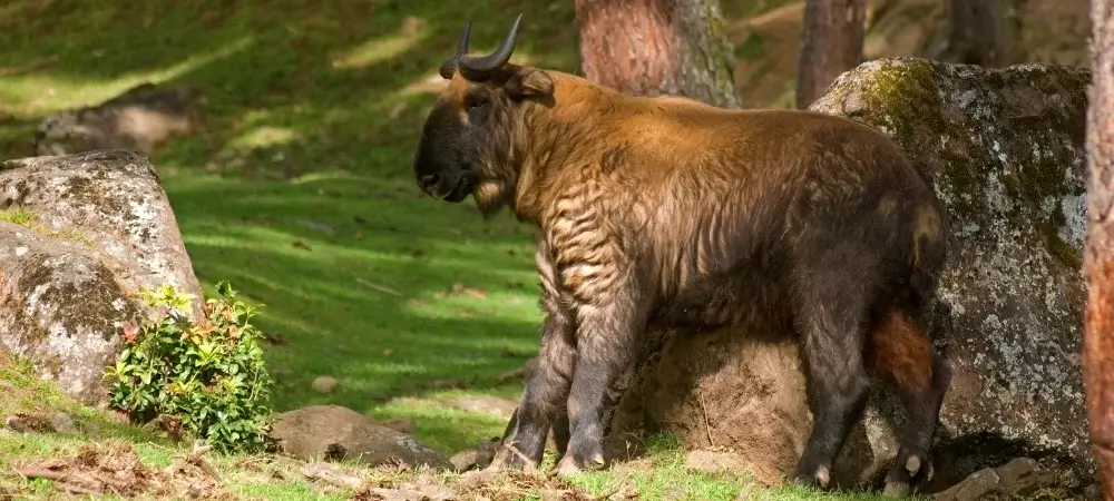 Bhutan Tour Packages