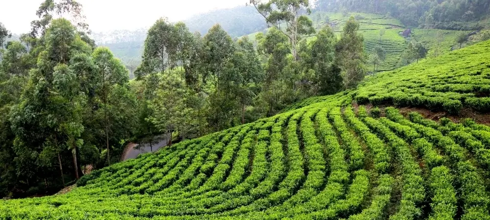 Arunachal Pradesh, Assam & Nagaland Tour Packages