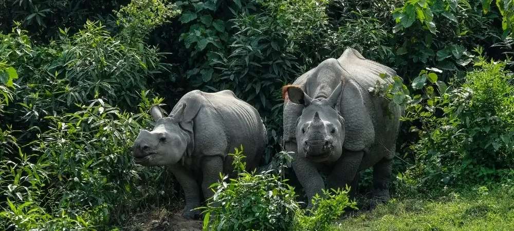 Arunachal Pradesh, Assam & Nagaland Tour Packages